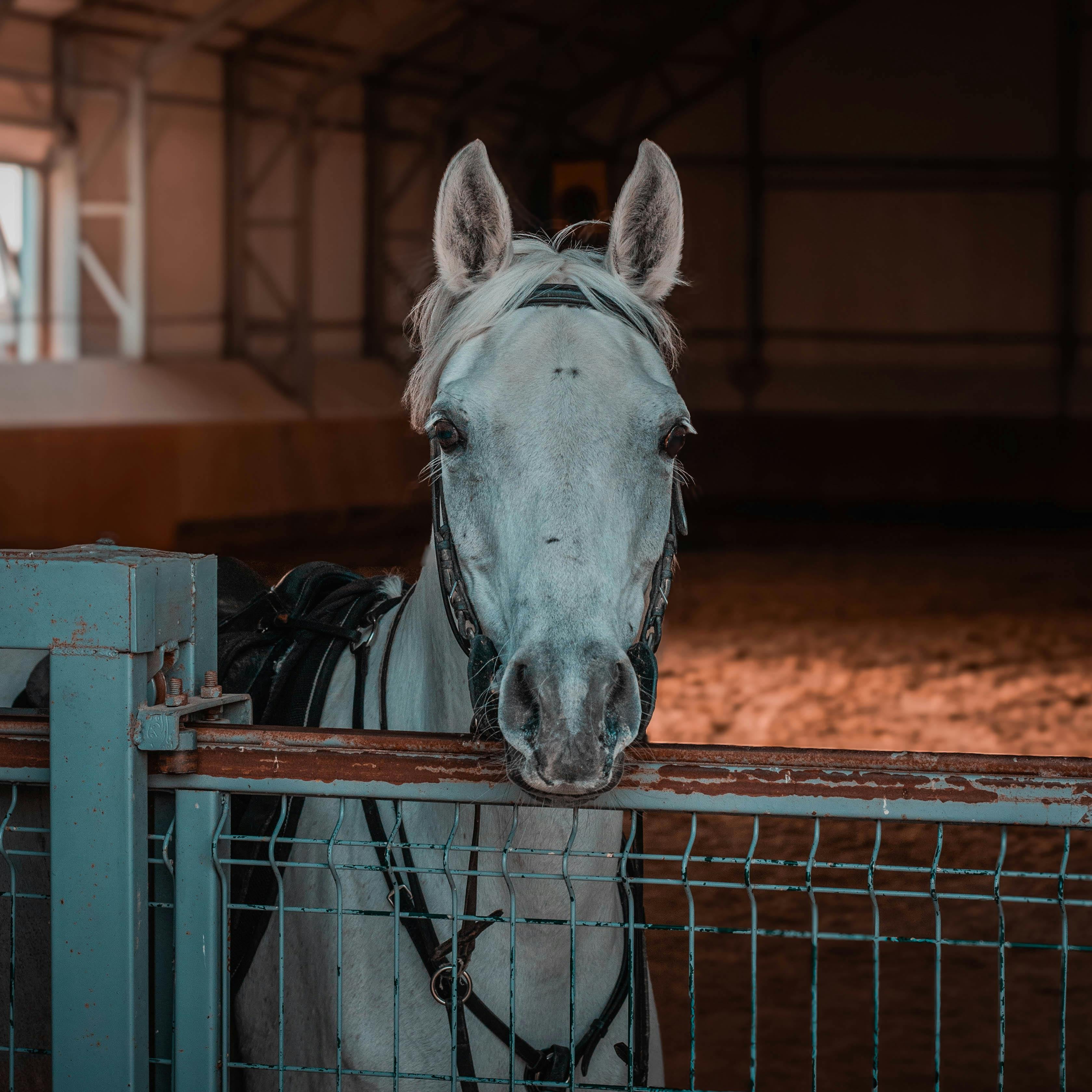 Animal Portraits