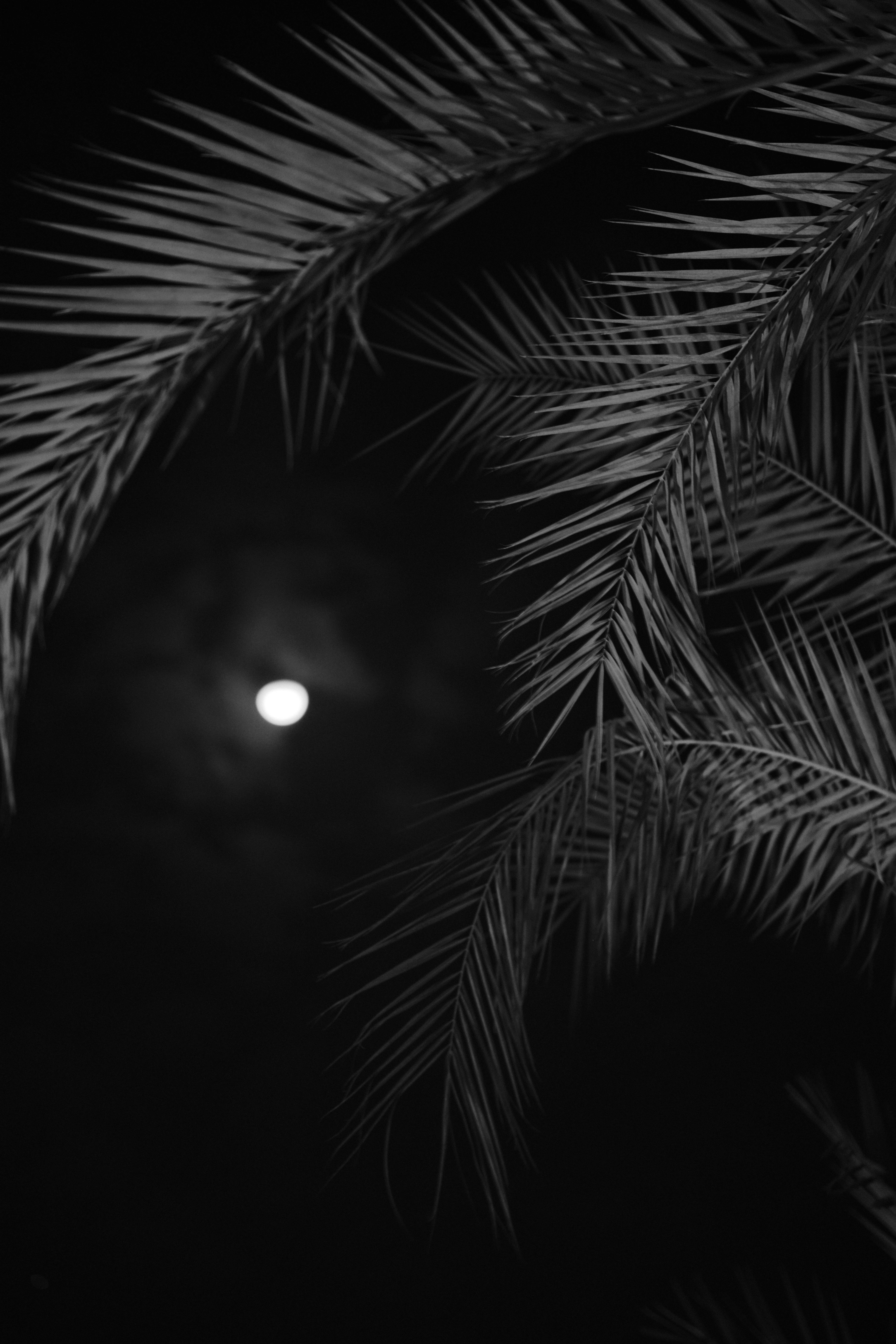 Celestial & Mystique