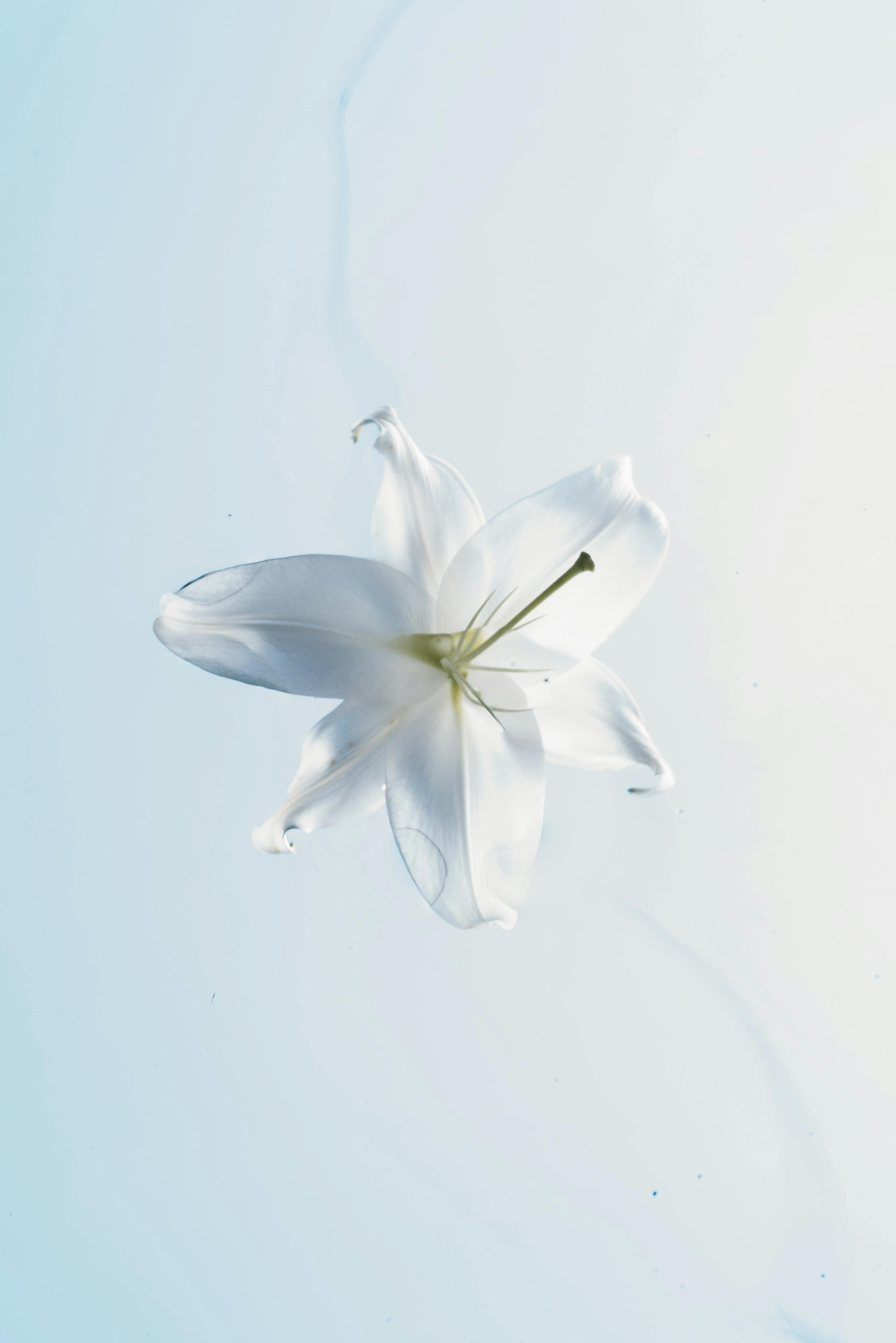 Botanical Premium