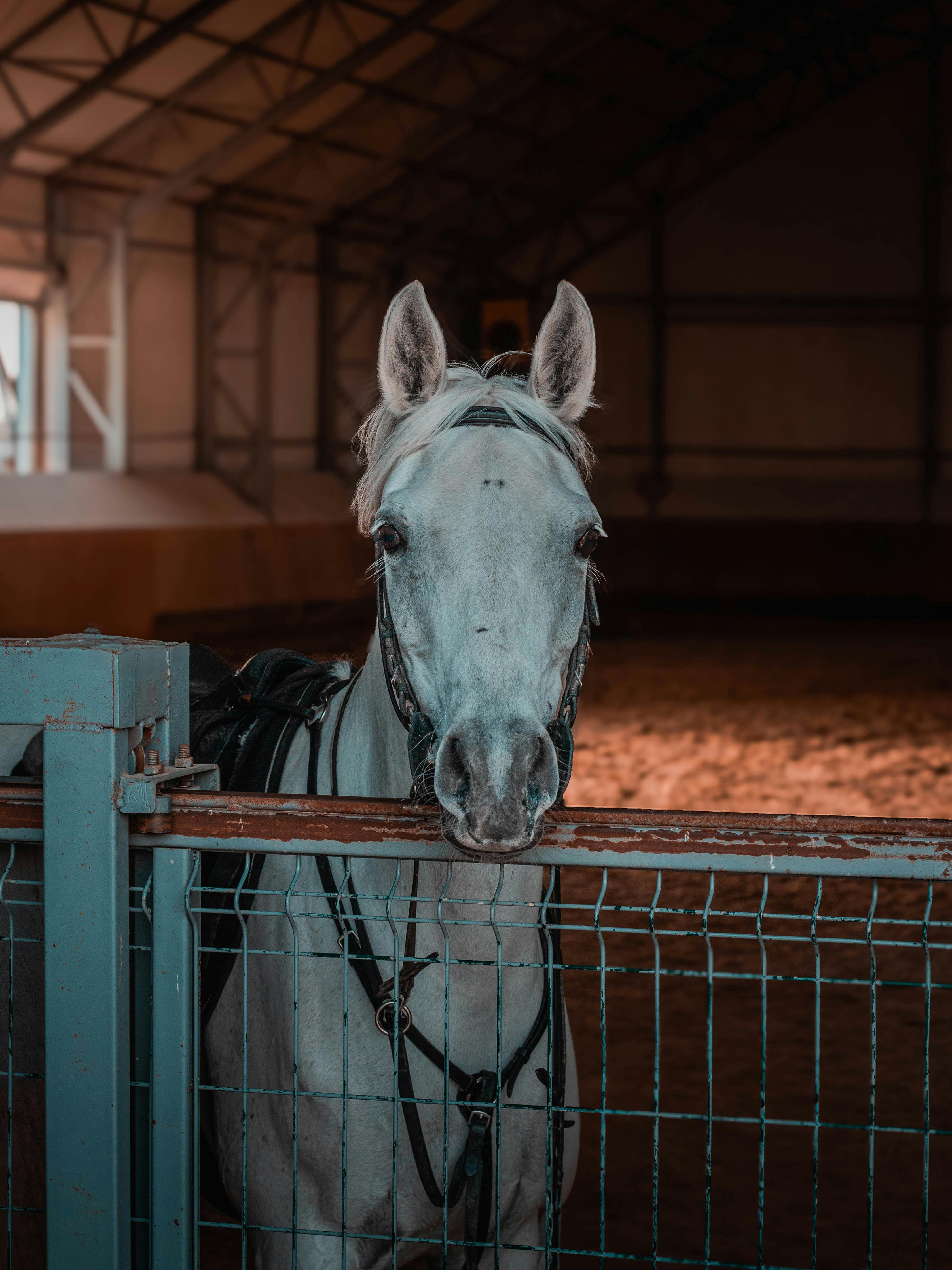 Animal Portraits